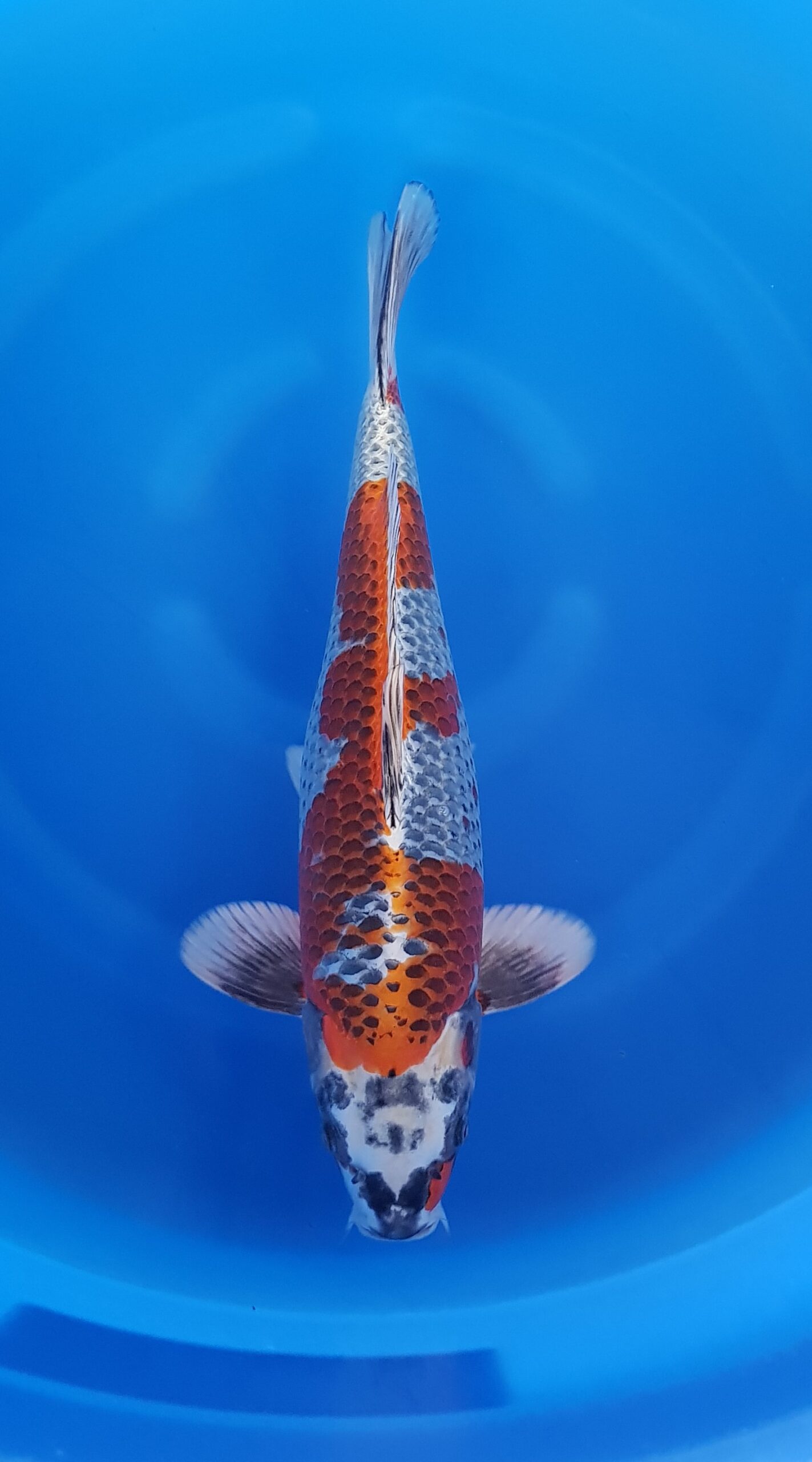 Beni ginga - Nisai (2 Jahre) - KOI-30641