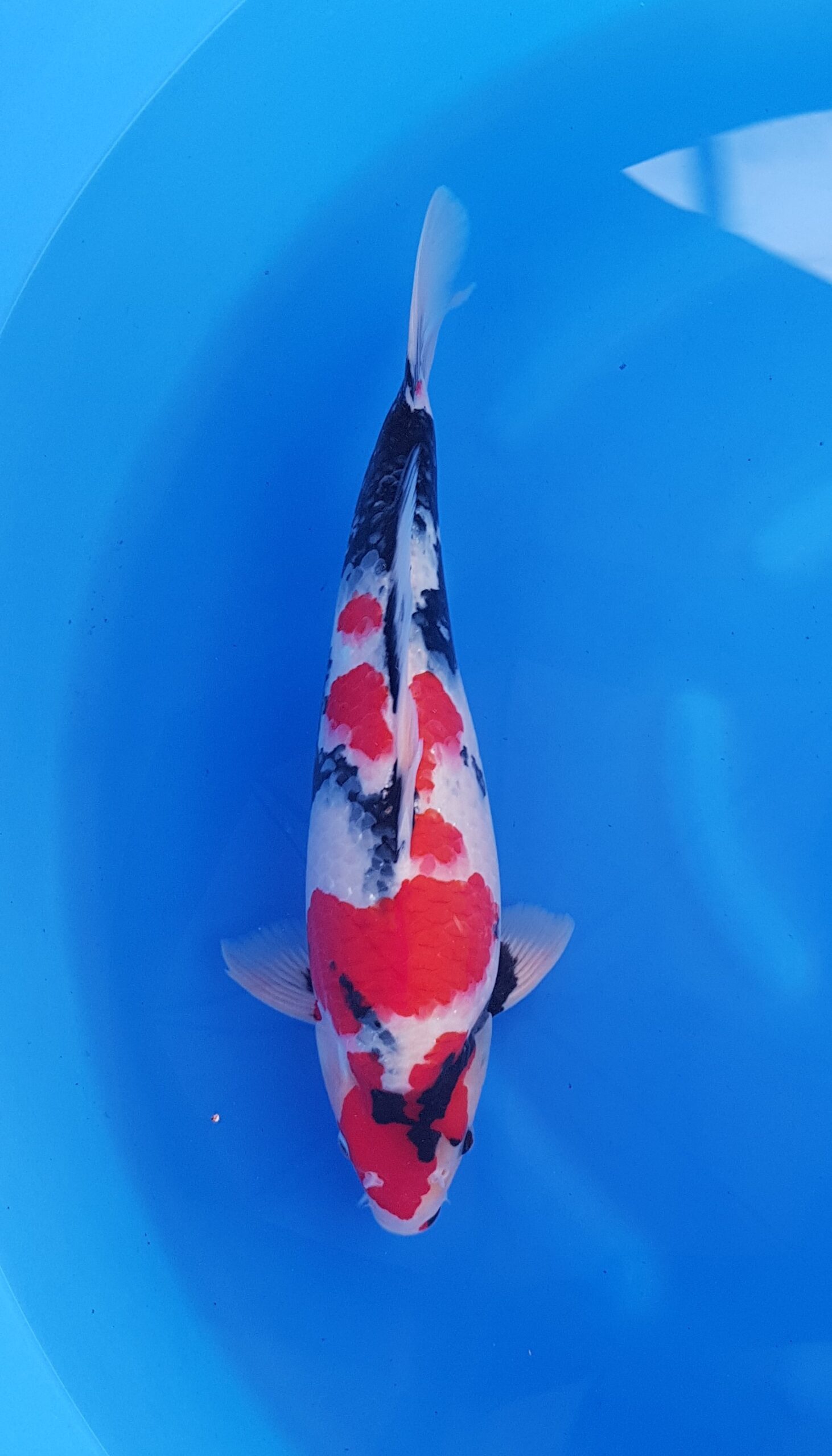 Showa - Hauptquartier Nisai (2 Jahre) - KOI-31048