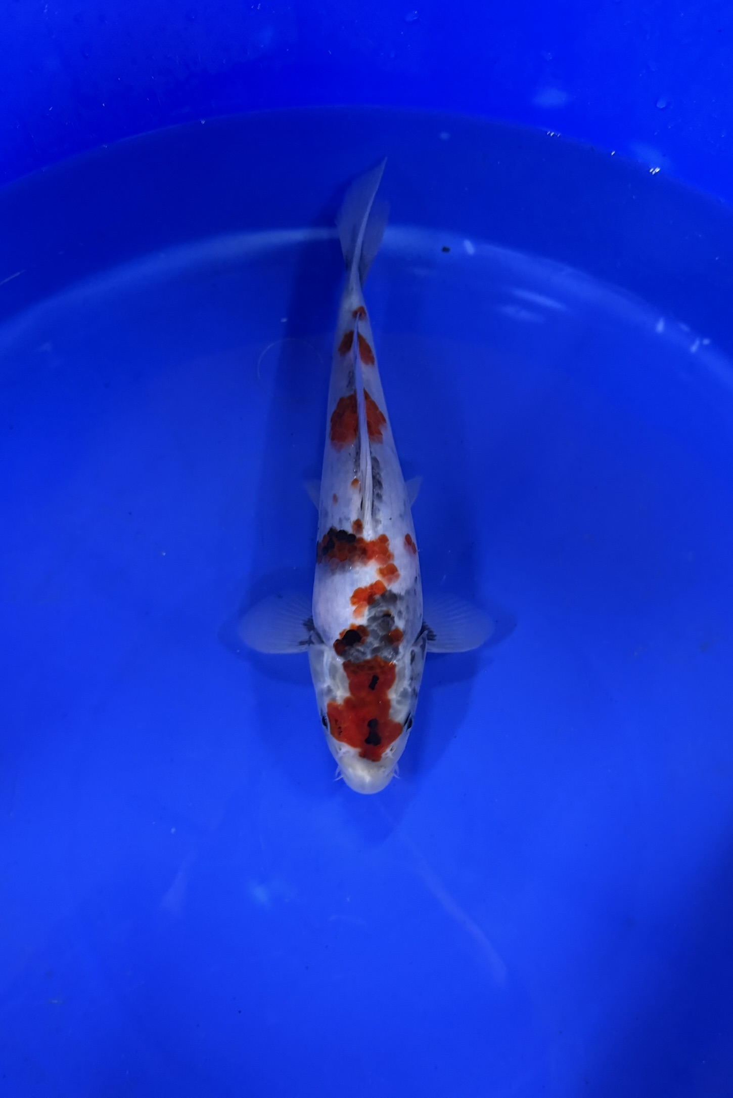 Aquatic, Carp, Fish, Koi, Sea Life