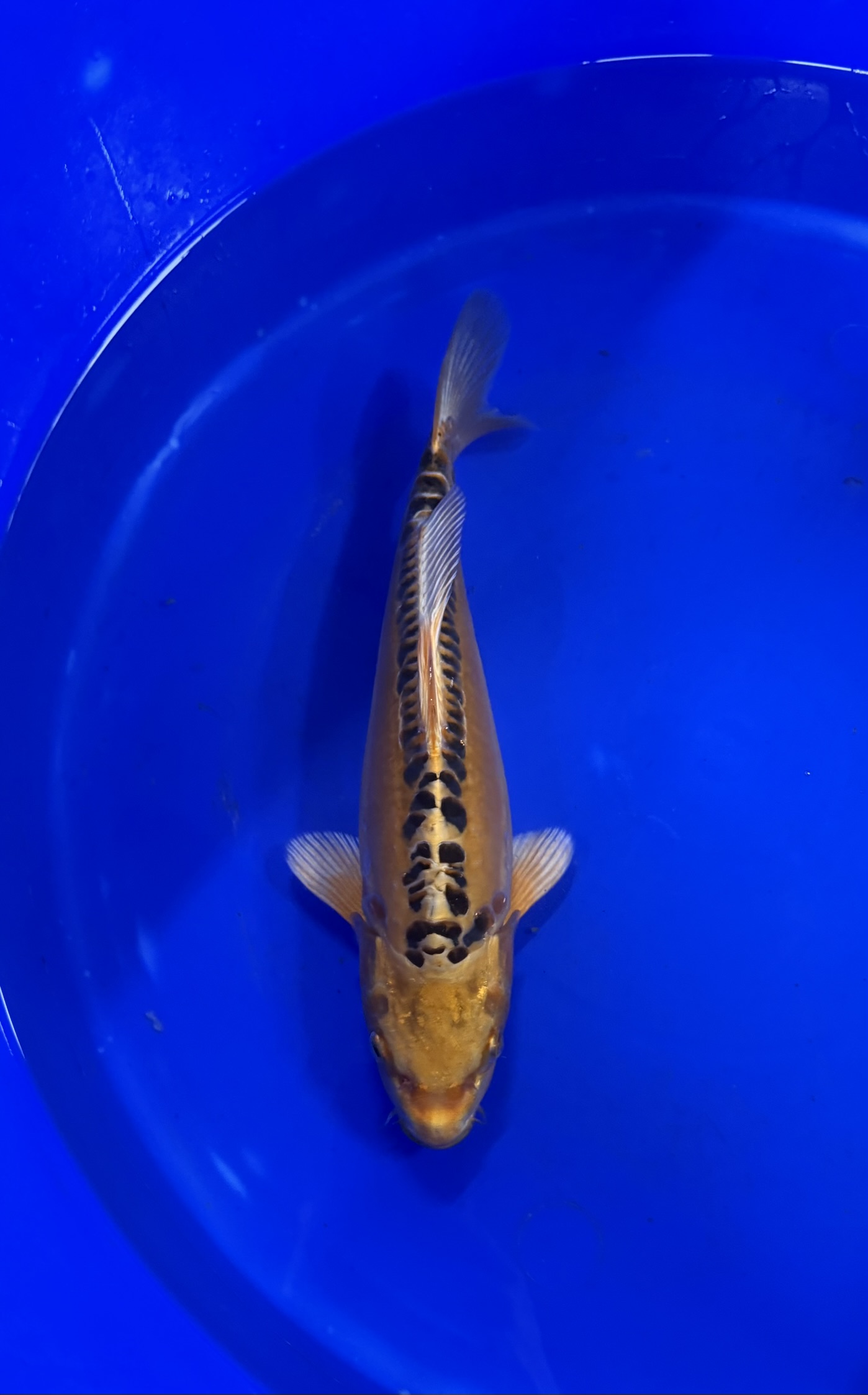 Aquatic, Water, Fish, Carp, Koi