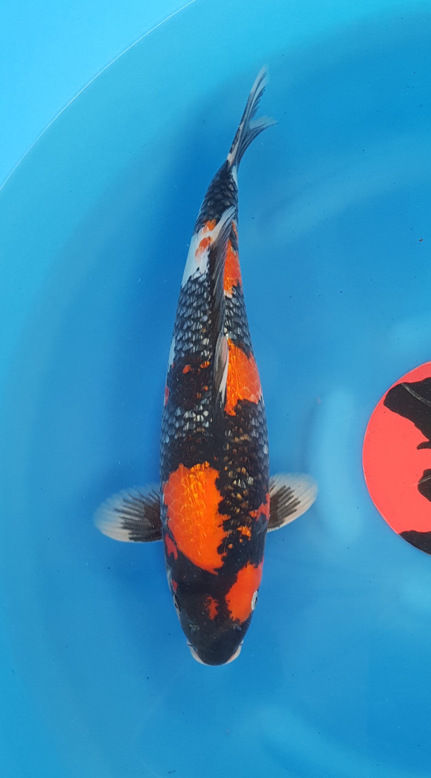 Showa ginrin - Nisai (2 Jahre) - KOI-30440
