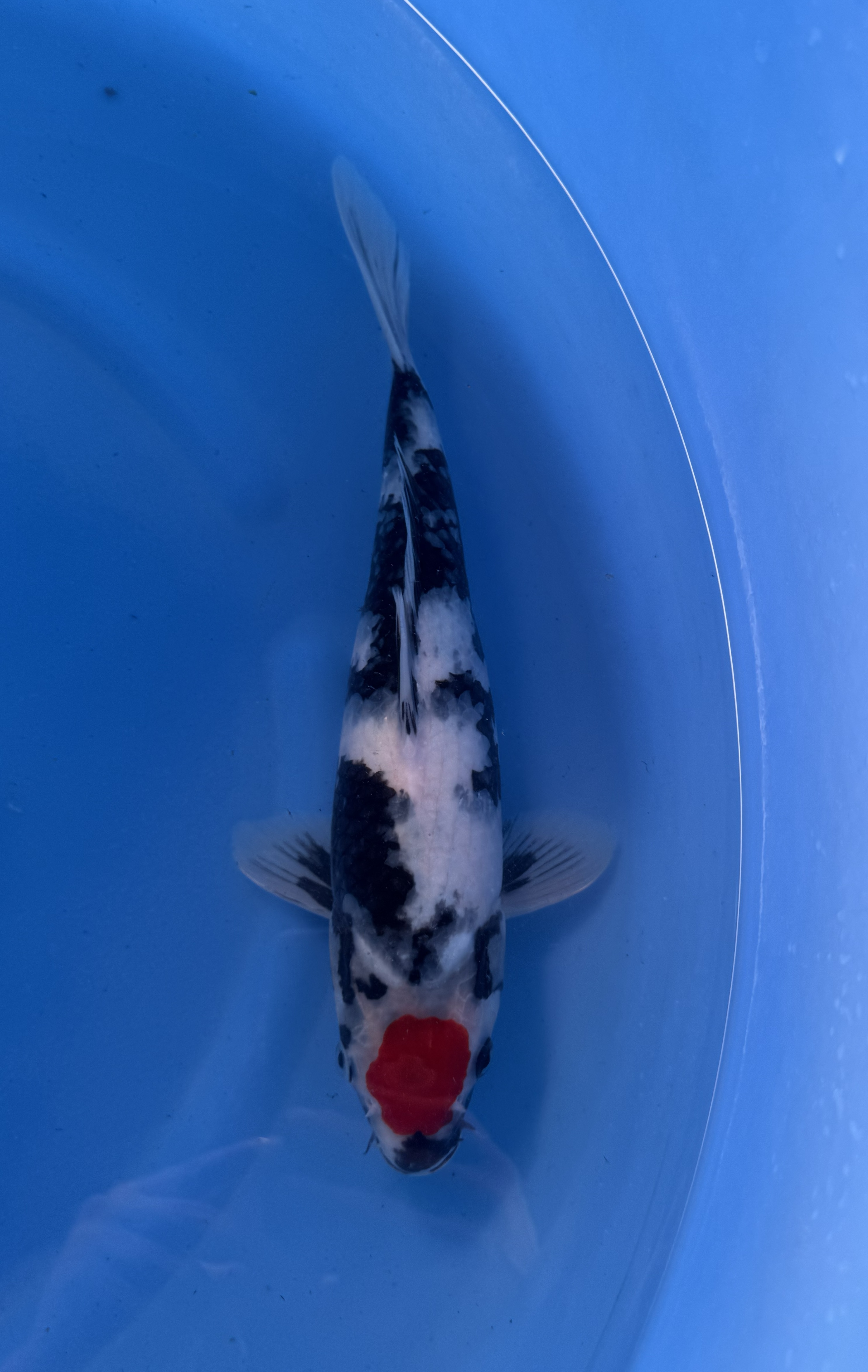 Kanezo - Nisai - Tancho Showa - KOI-7261760