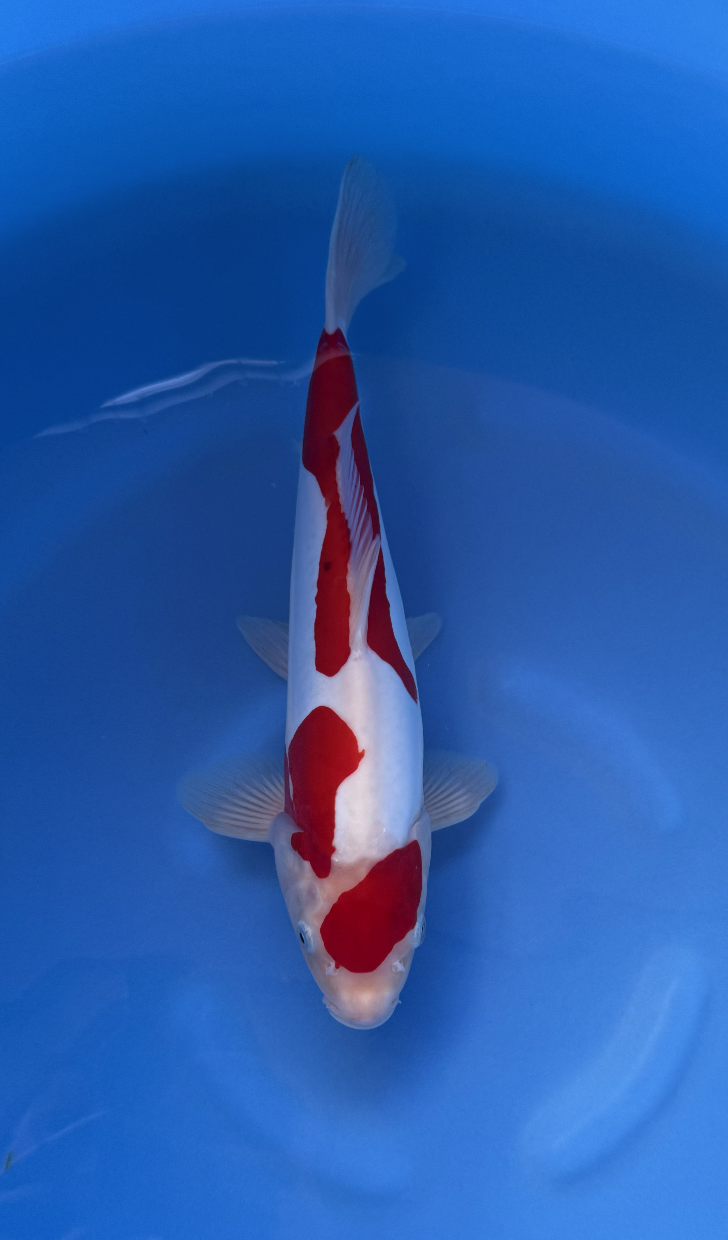 Fish, Sea Life, Carp, Koi, Aquatic