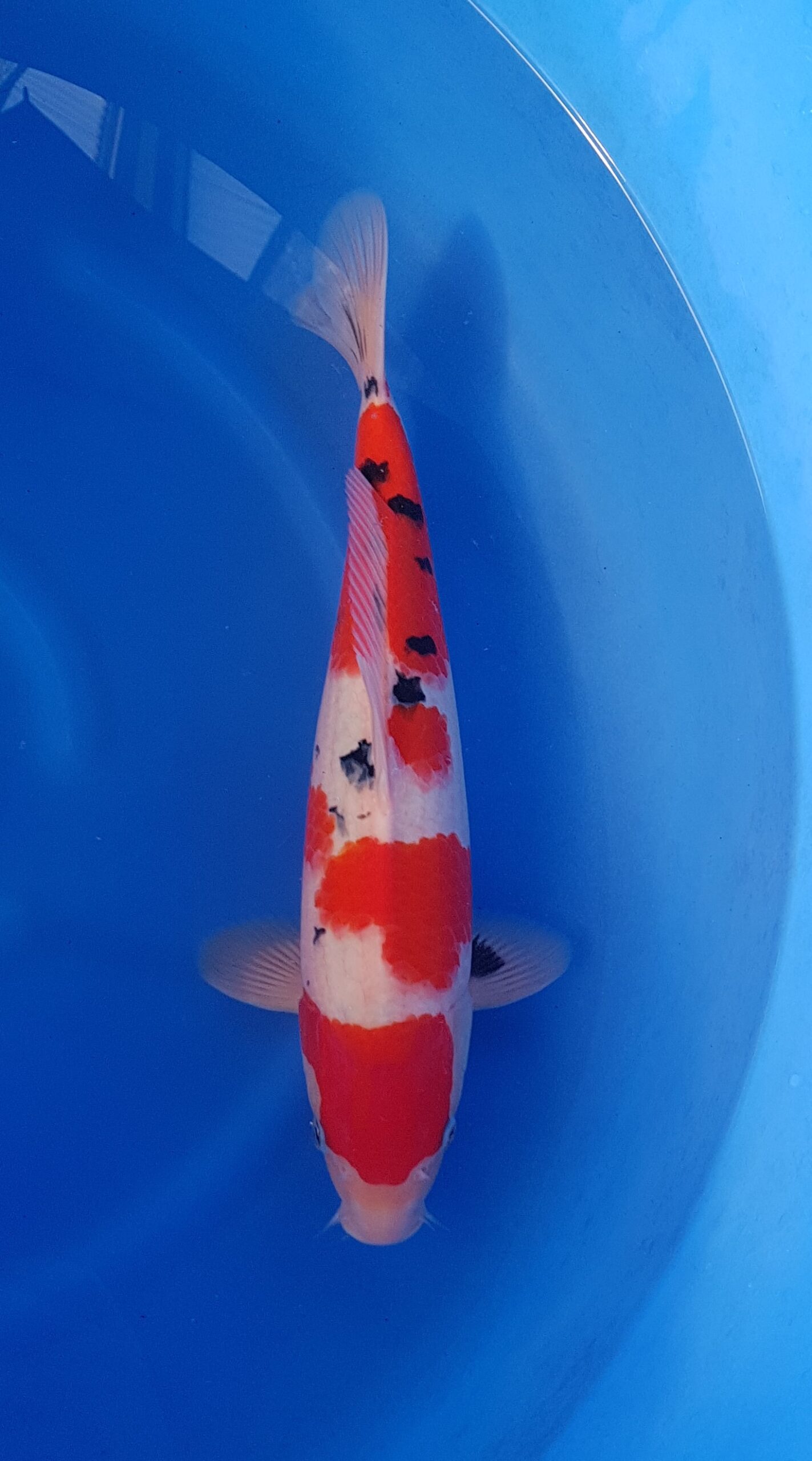 Sanke ginrin - Nisai (2 Jahre) - KOI-30531