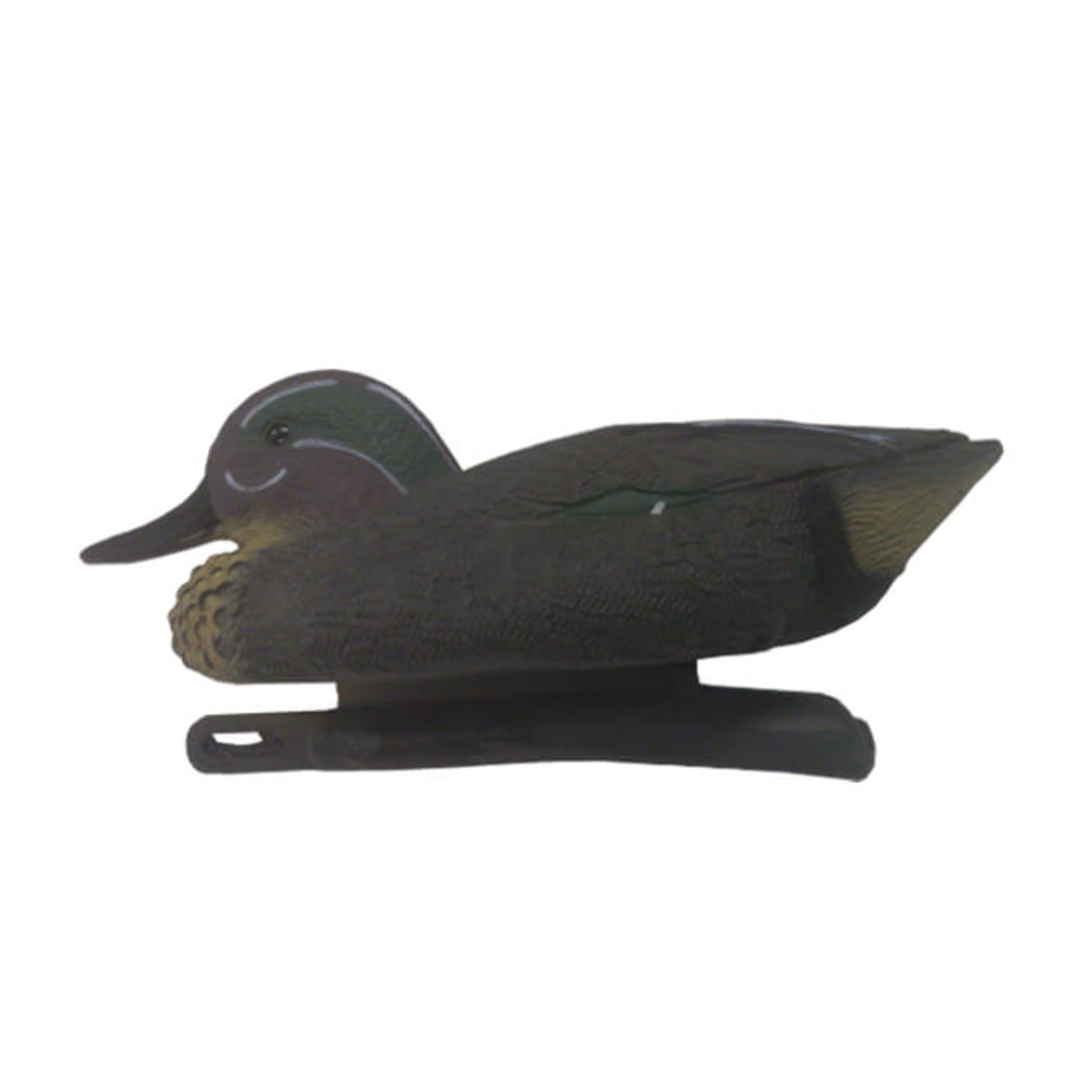 Animal, Bird, Anseriformes, Waterfowl, Teal