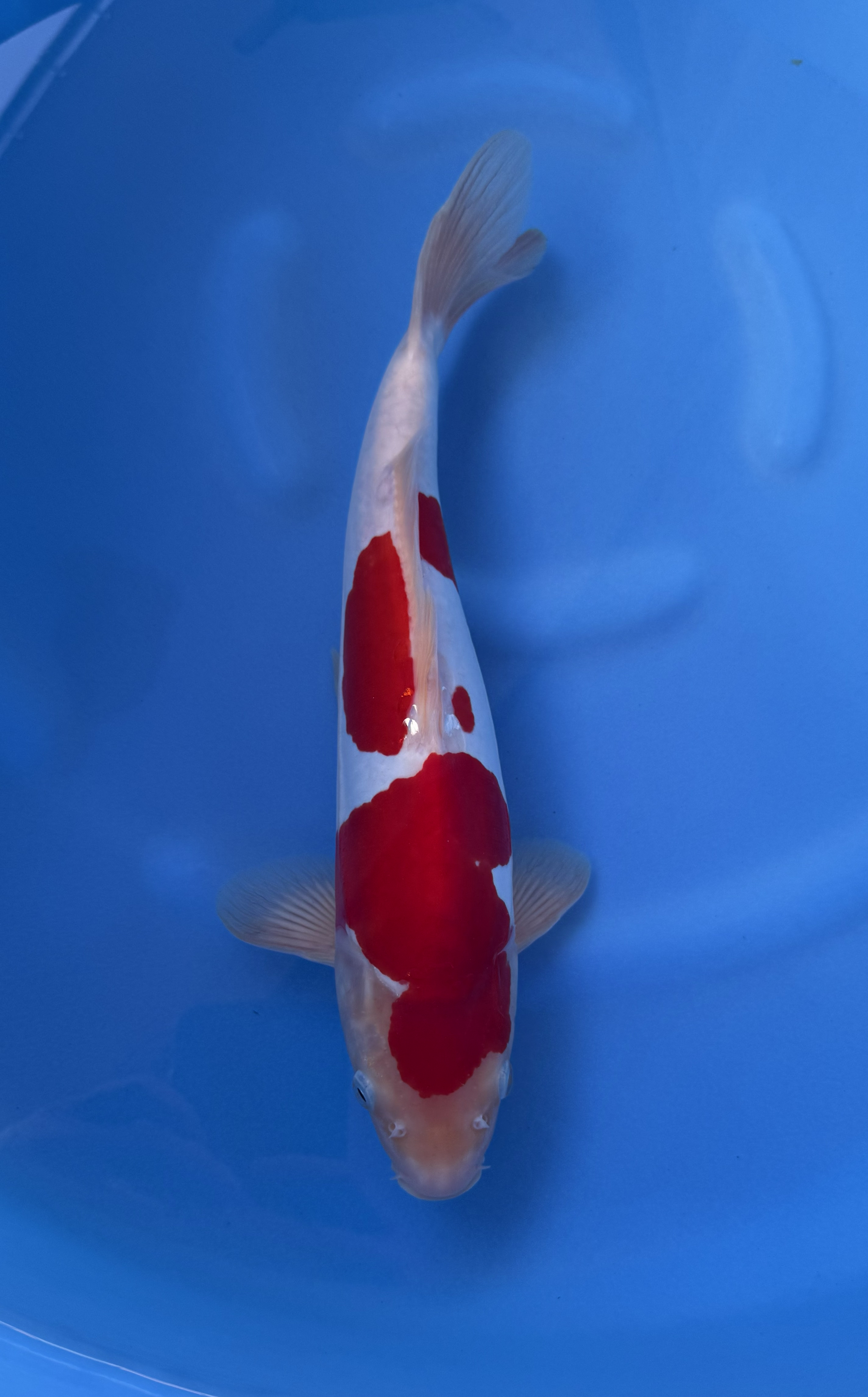 Animal, Fish, Sea Life, Carp, Koi