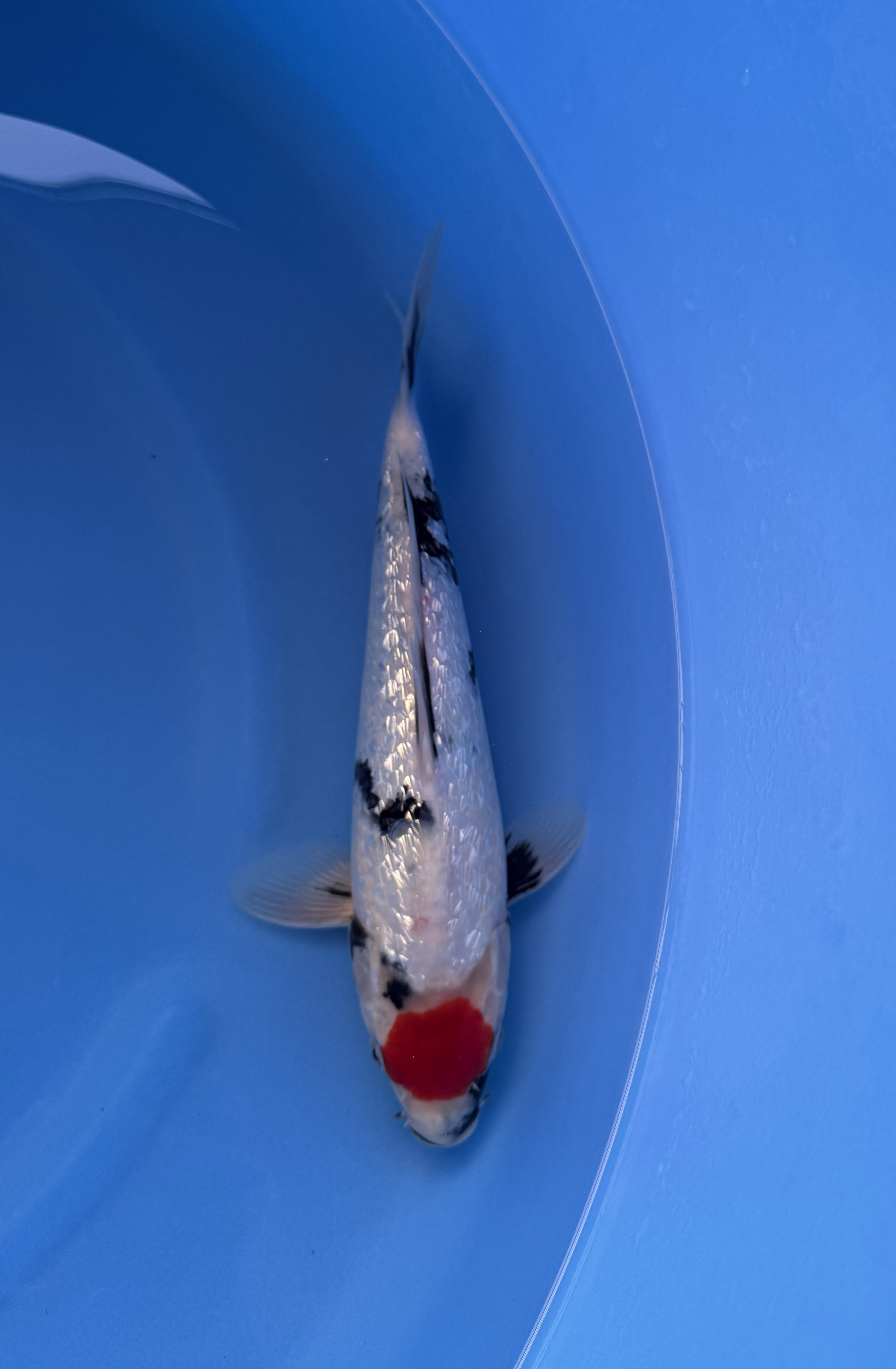 Animal, Fish, Sea Life, Carp, Koi