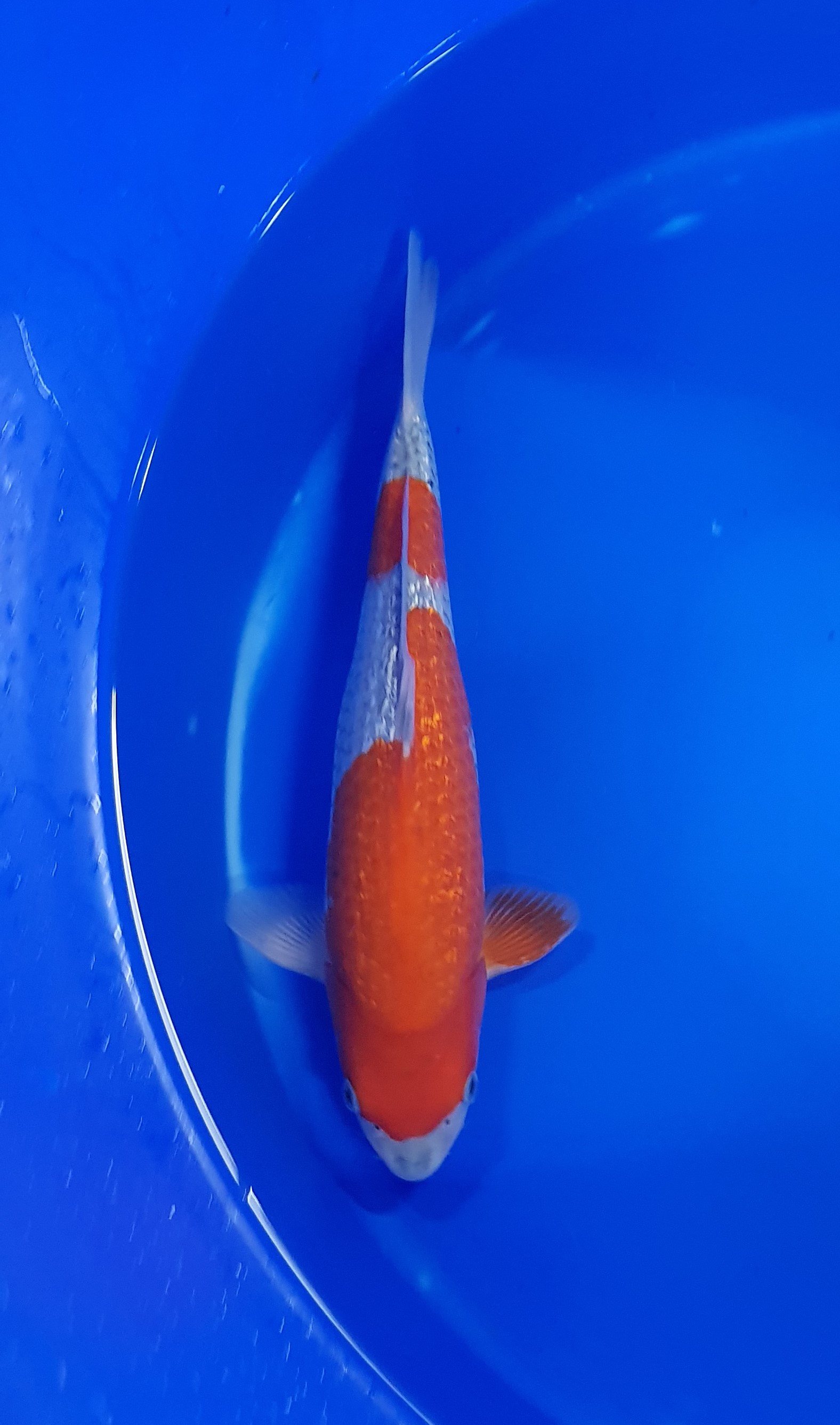 Conias - Nisai - Ginrin Goshiki - KOI-62469