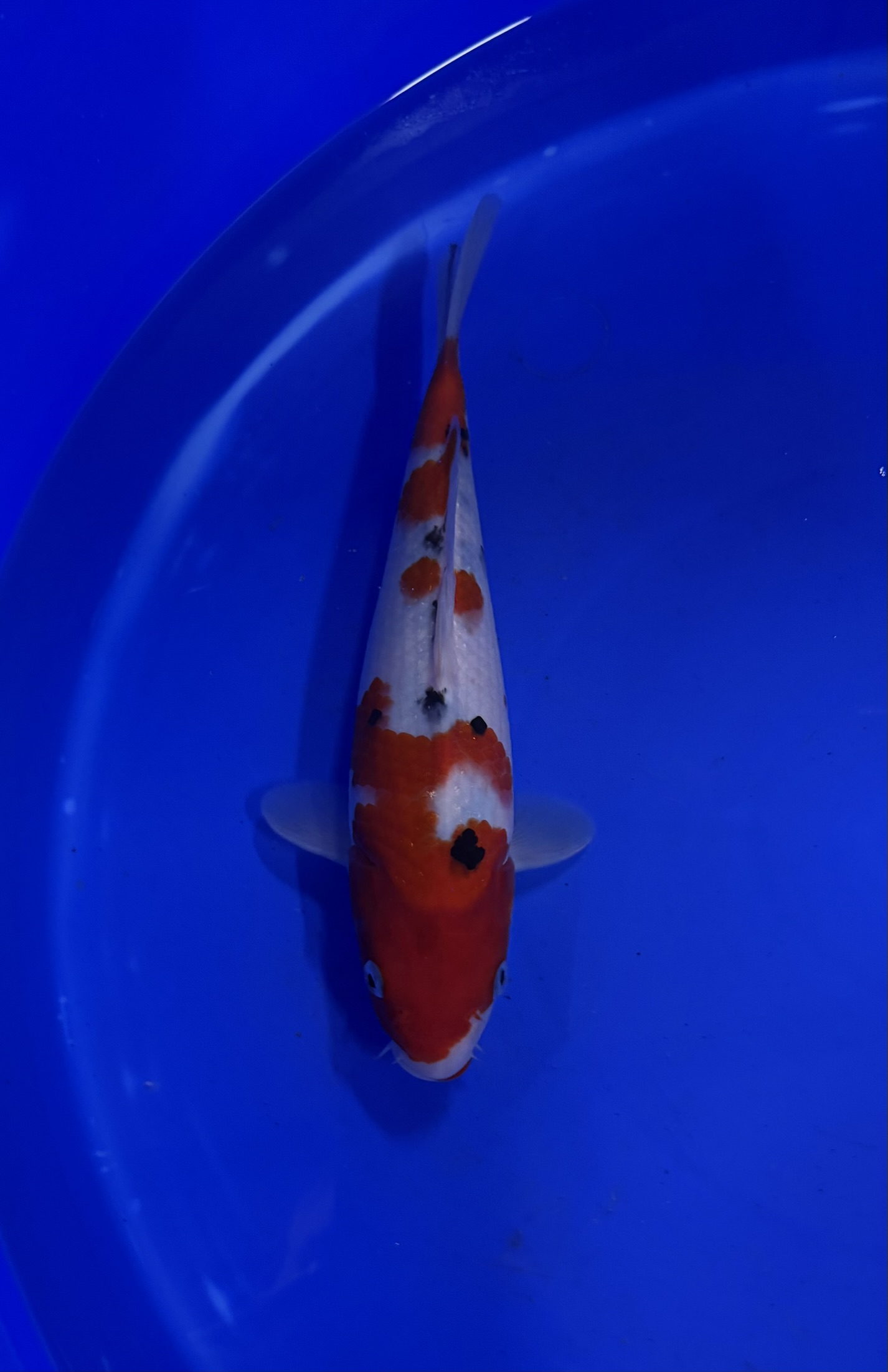 Aquatic, Carp, Fish, Sea Life, Koi