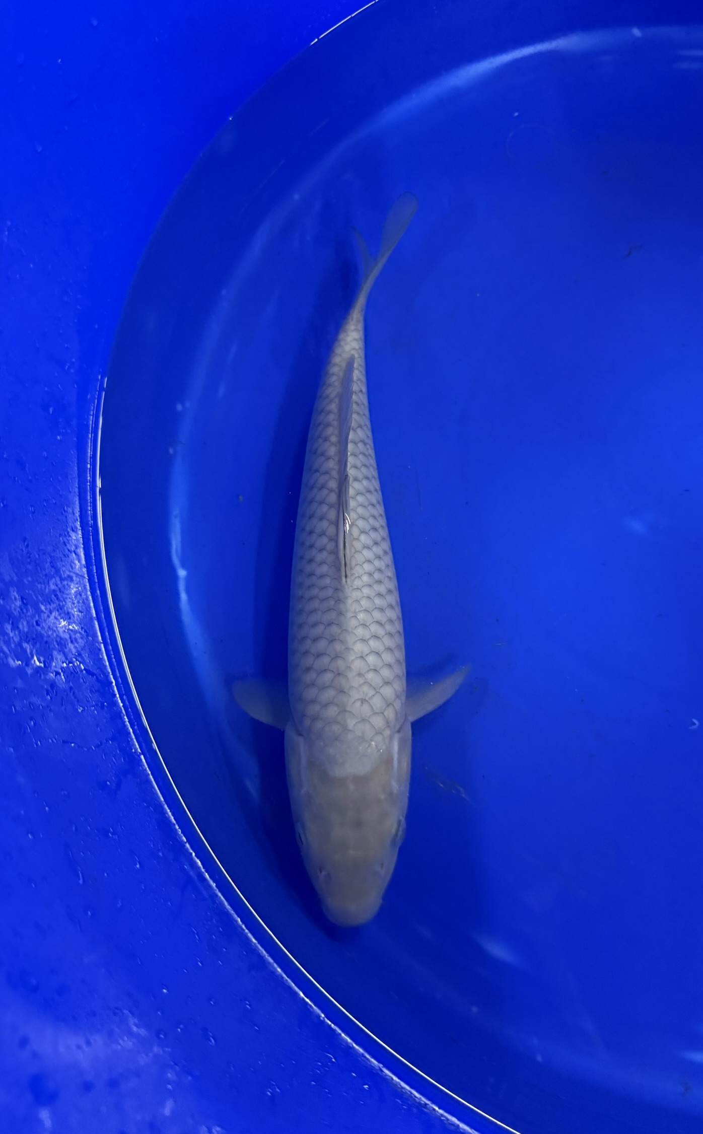 Aquatic, Water, Fish, Sea Life, Carp