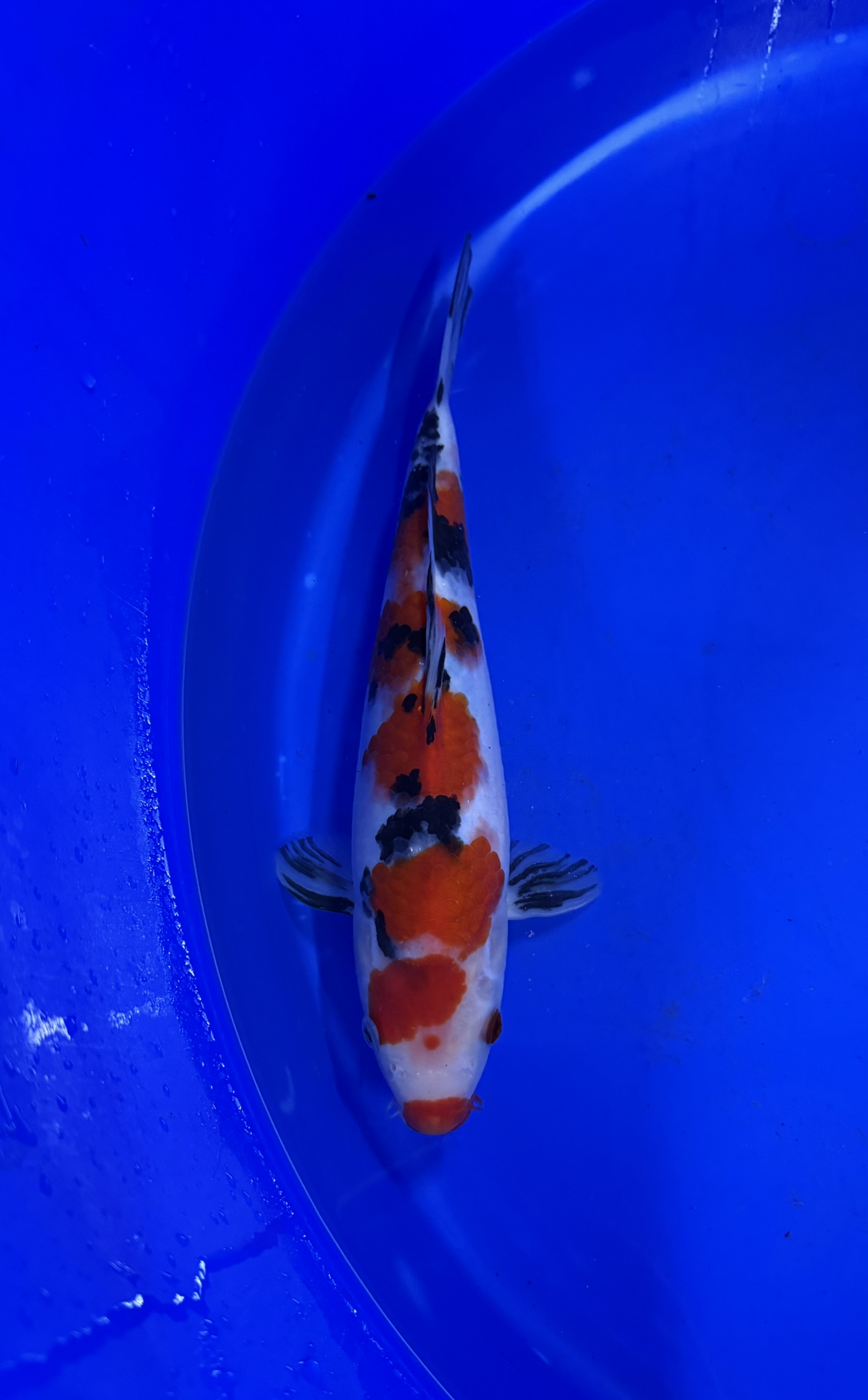 Aquatic, Carp, Fish, Sea Life, Koi