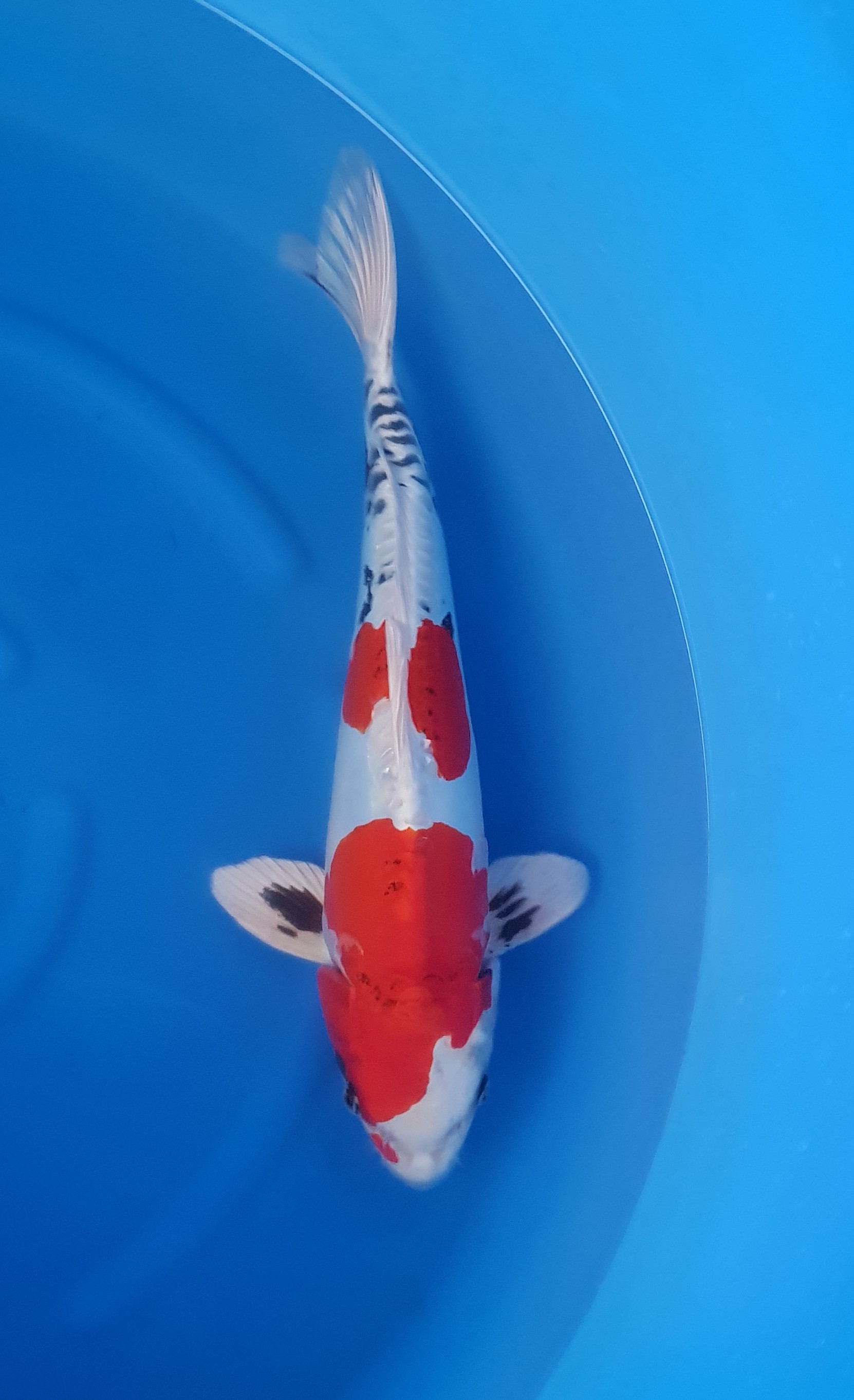 Kanezo; Nisai; Doitsu Kin Showa; 40 cm; 42 cm - KOI-62043