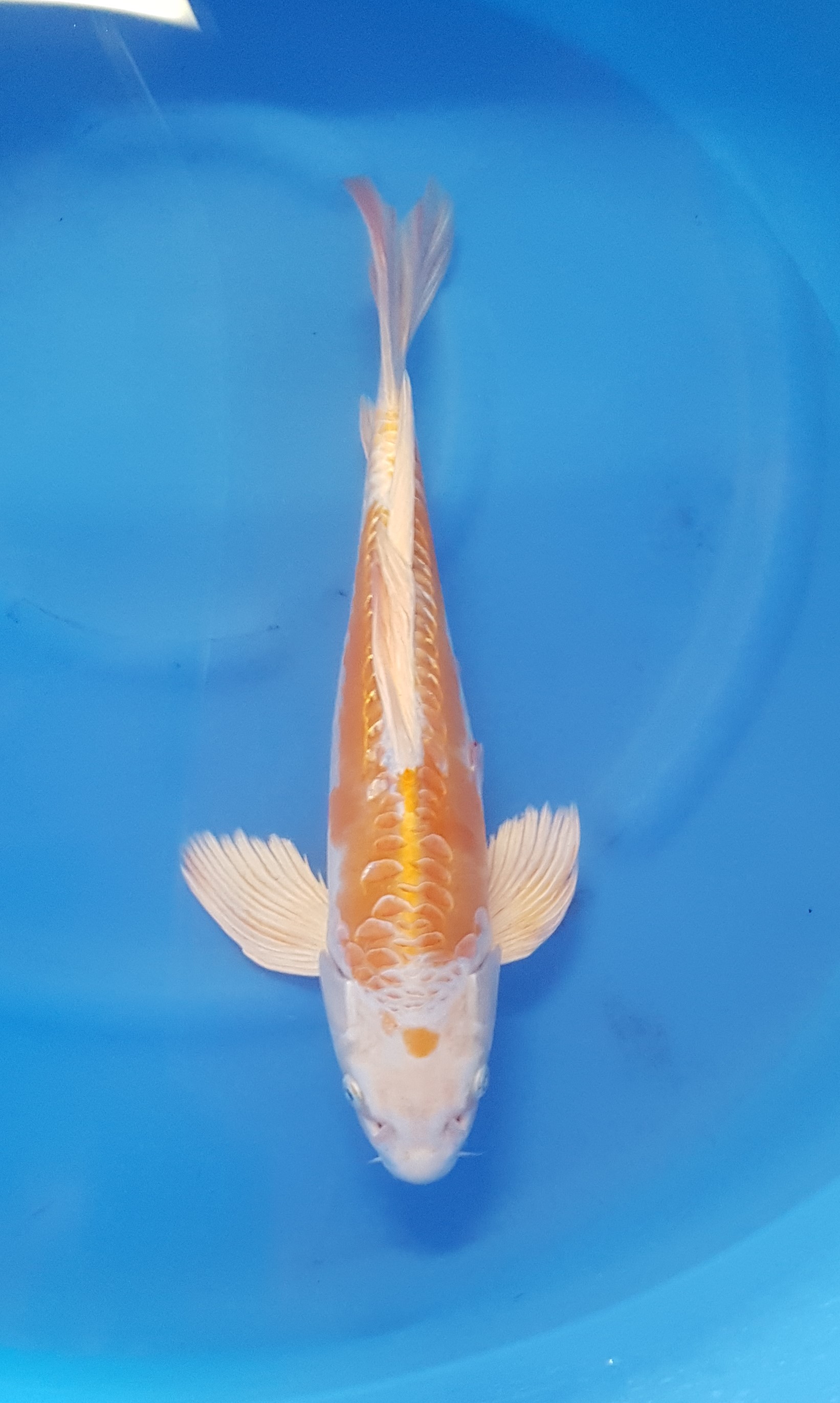 Yamazaki - Nisai - Butterfly Doitsu Hariwake - KOI-62459