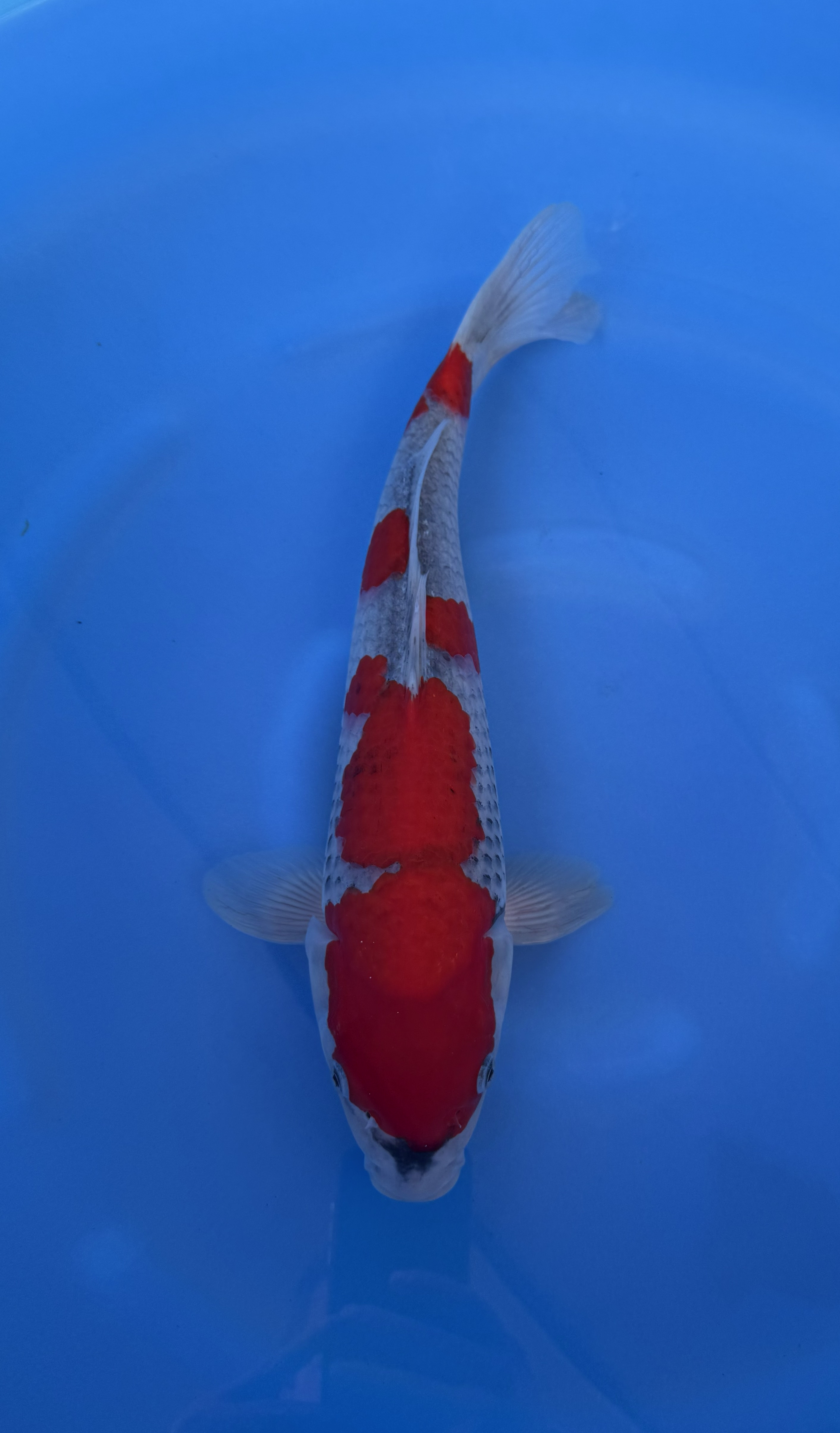 Fish, Sea Life, Aquatic, Carp, Koi