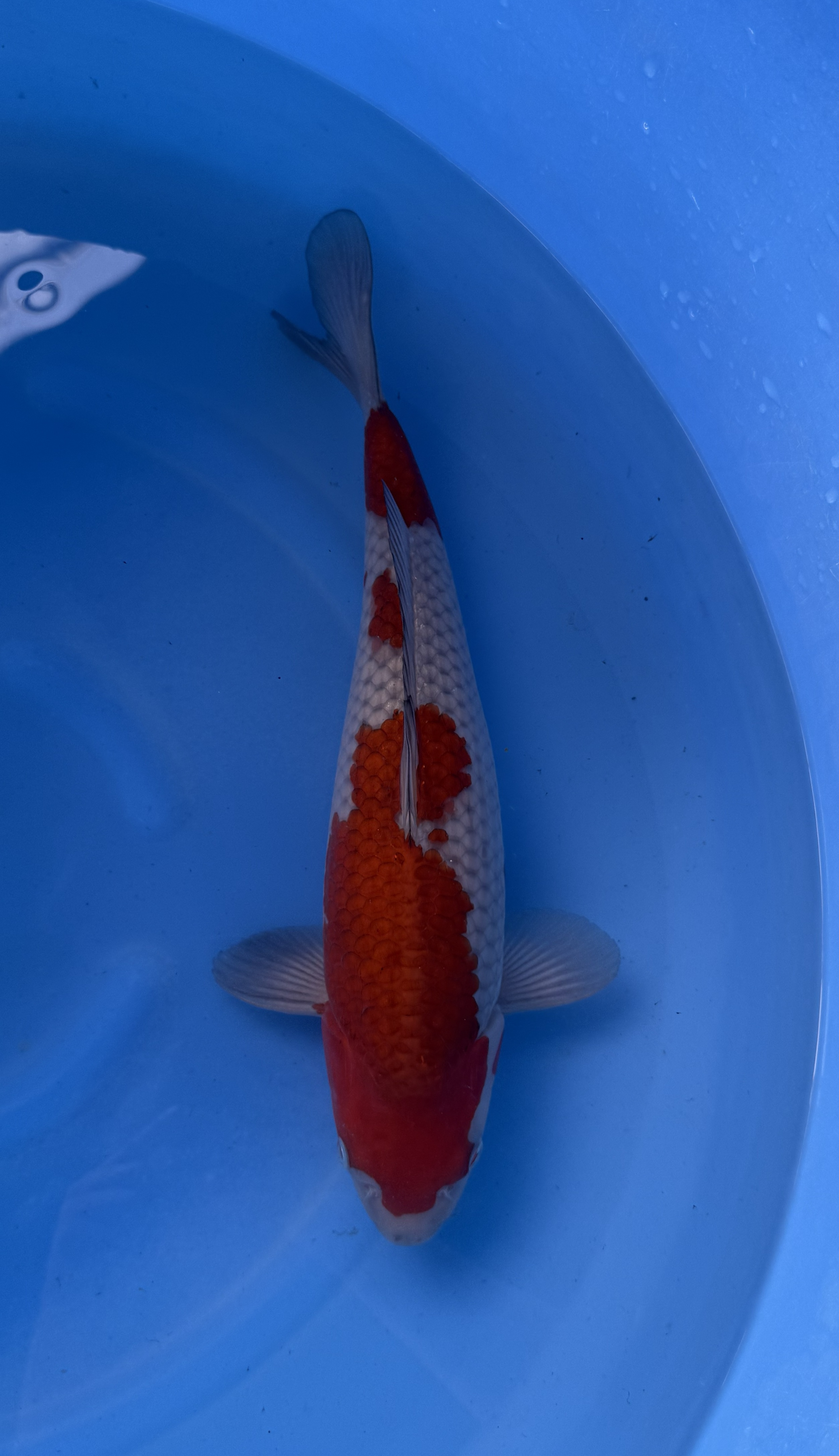 Kanezo - Nisai - Ochiba - KOI-7261792