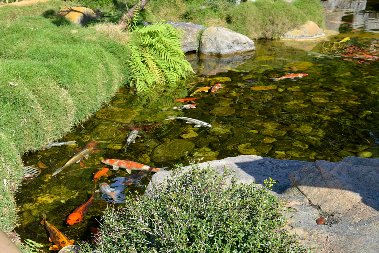 Nature, Outdoors, Pond, Water, Fish