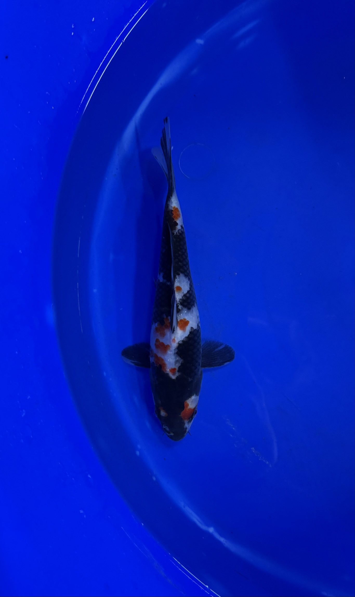 Aquatic, Carp, Fish, Sea Life, Koi