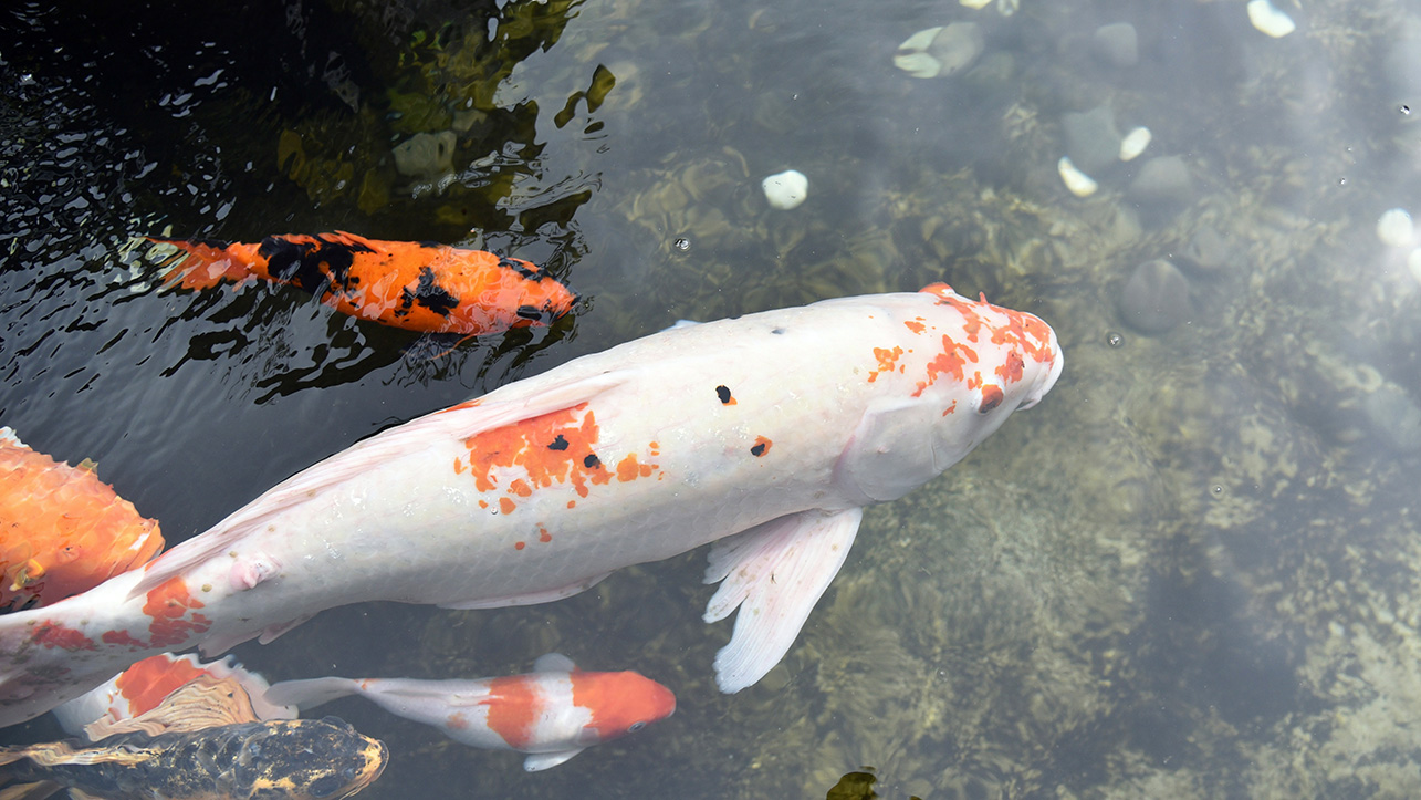 Aquatic, Fish, Sea Life, Carp, Koi