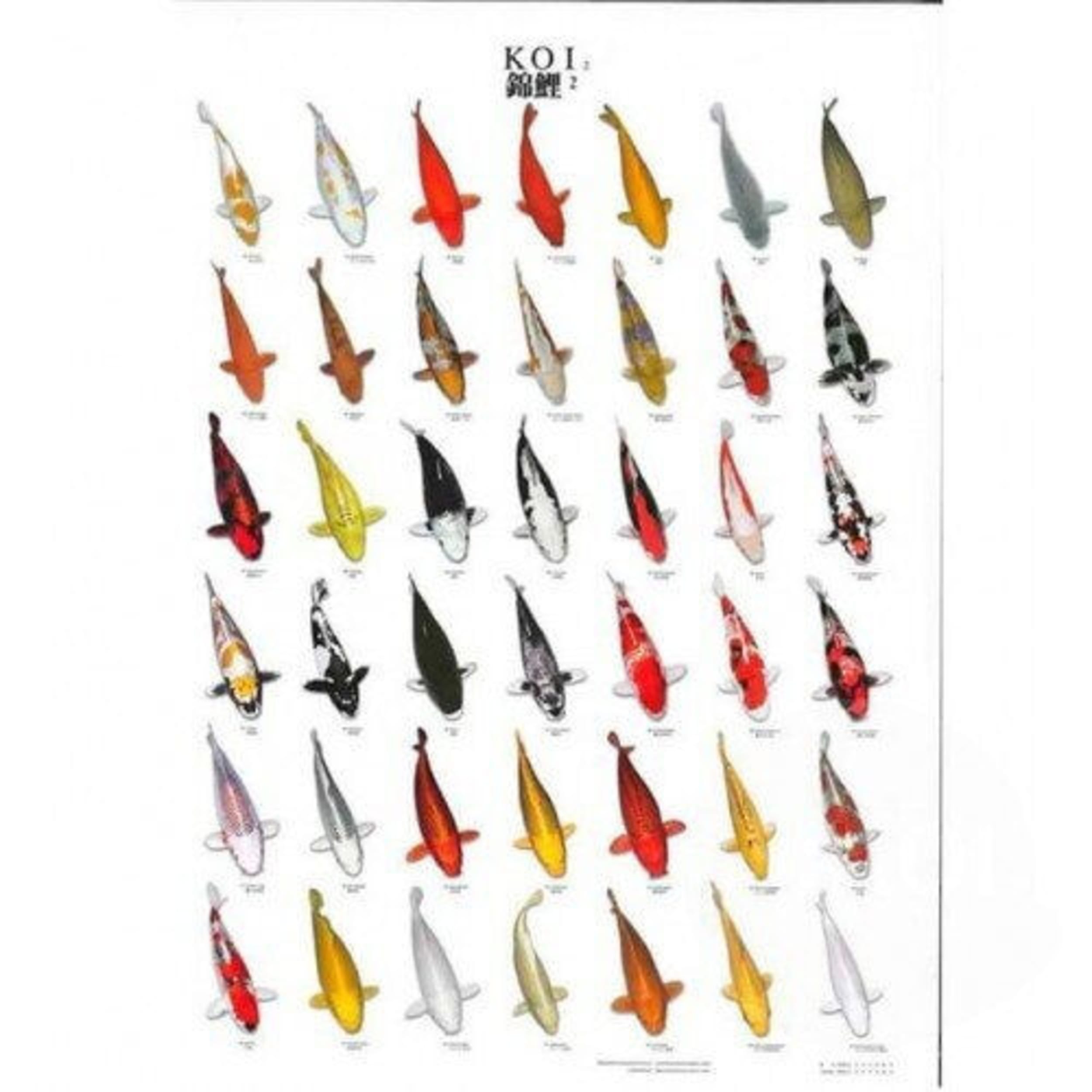 Animal, Fish, Sea Life, Weapon, Arrowhead